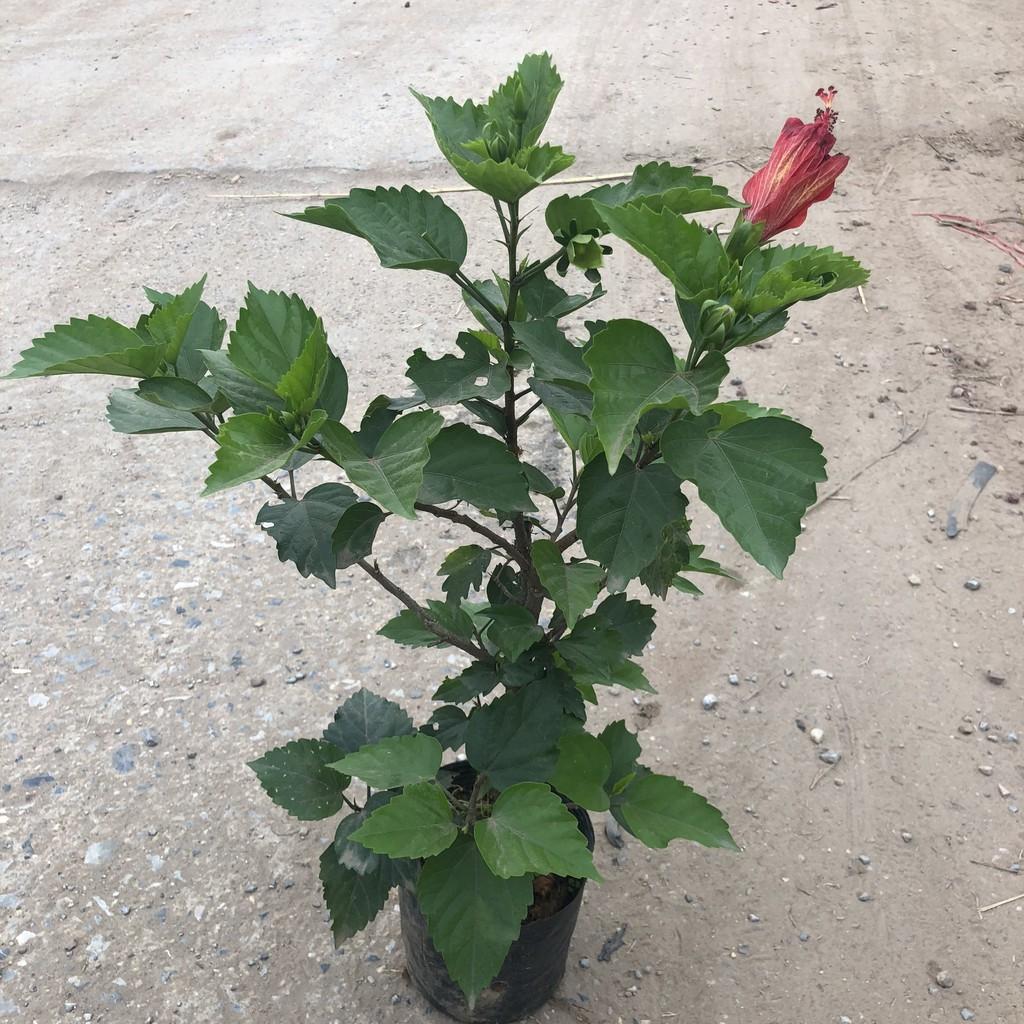 Cây dâm bụt thái hoa đỏ, chiều cao 30-35cm thân gốc to cây tán sum suê đẹp thích hợp trang trí sân vườn
