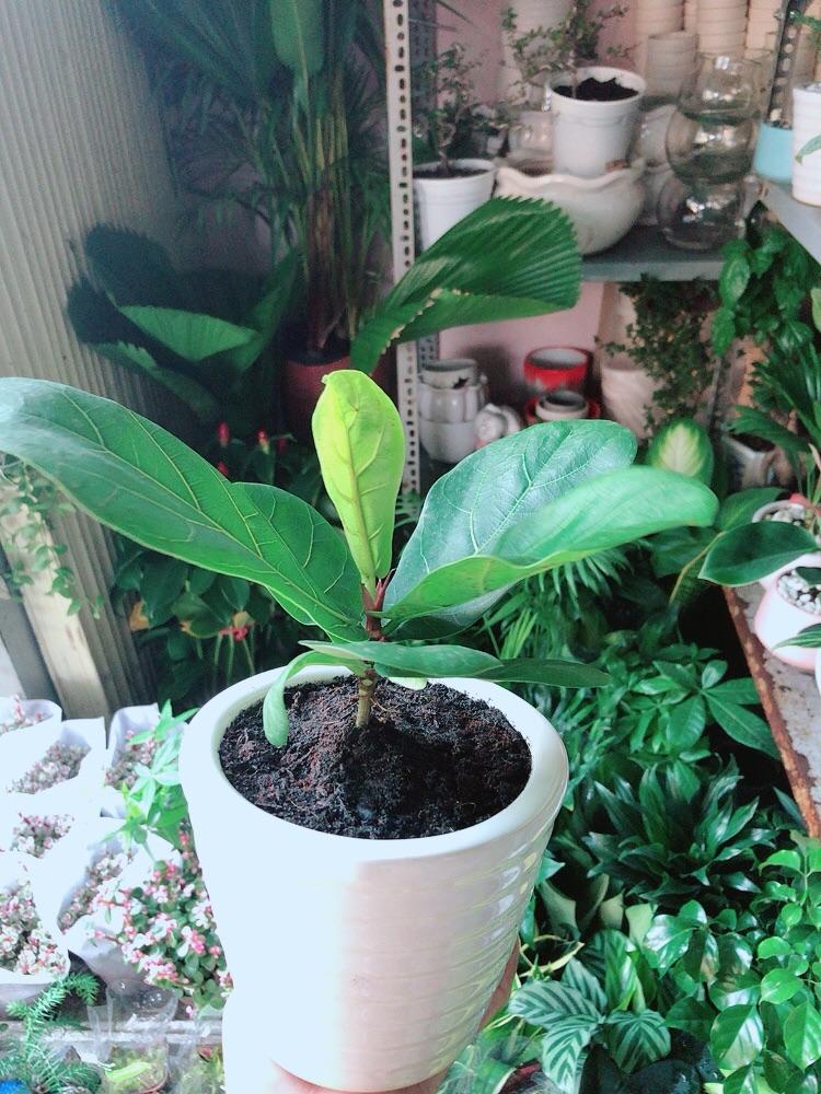 Chậu Cây Bàng Singapore