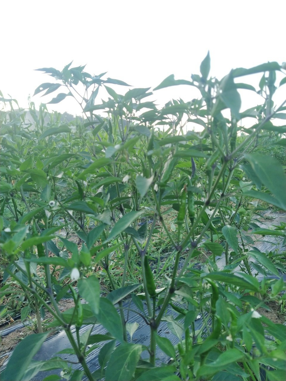 Đặc Sản Bình Thuận -  Combo 3 hộp ớt xiêm xanh ngâm giấm tỏi thơm ngon, hộp nhựa [Nông sản Hoàng Gia]- Ocop 3 Sao