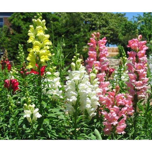 Hạt giống hoa mõm sói mix màu -gói 100 hạt