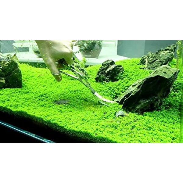 Hạt Giống Thủy Sinh - Cây Trân Châu ngọc trai gói 10g
