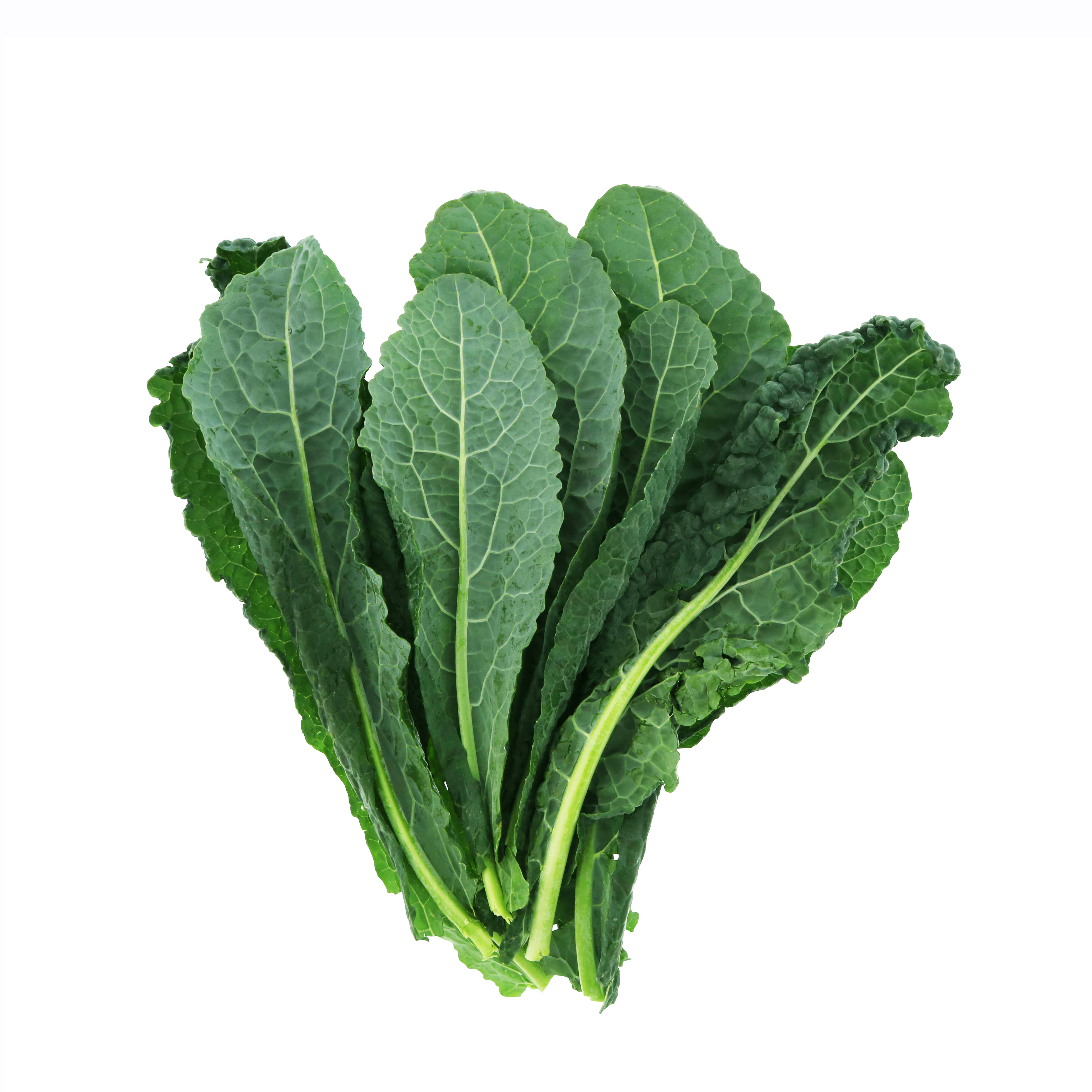 Hạt Giống Cải Kale Khủng Long - Gói 5g - Tỉ Lệ Nảy Mầm Cao, Sinh Trưởng Khỏe, Giàu Dinh Dưỡng VTNN Nông Điền Trang