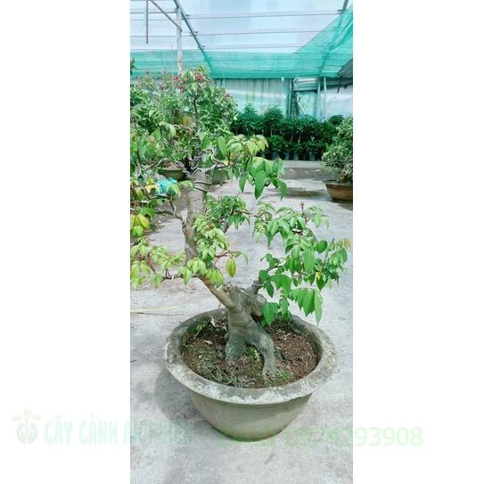 Chậu Khế Bonsai Lớn