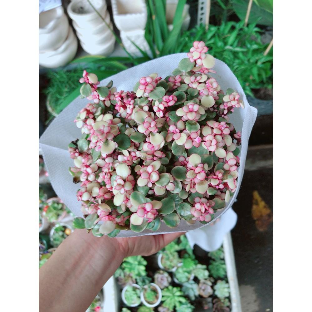 Sen Đá Đô La Hồng Trắng