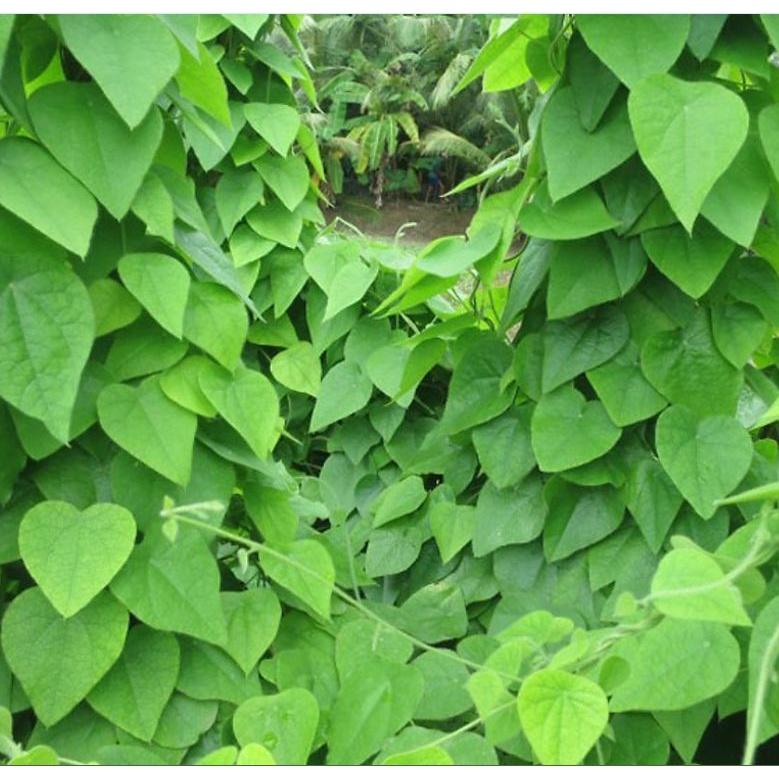 Hạt Giống Cây Sương Sâm Lông KNS3539 - Gói 10 hạt