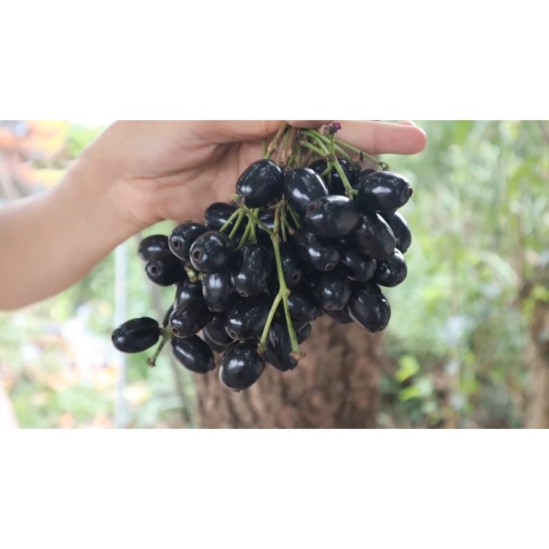CÂY GIỐNG TRÂM quả Ngọt Thái Lan