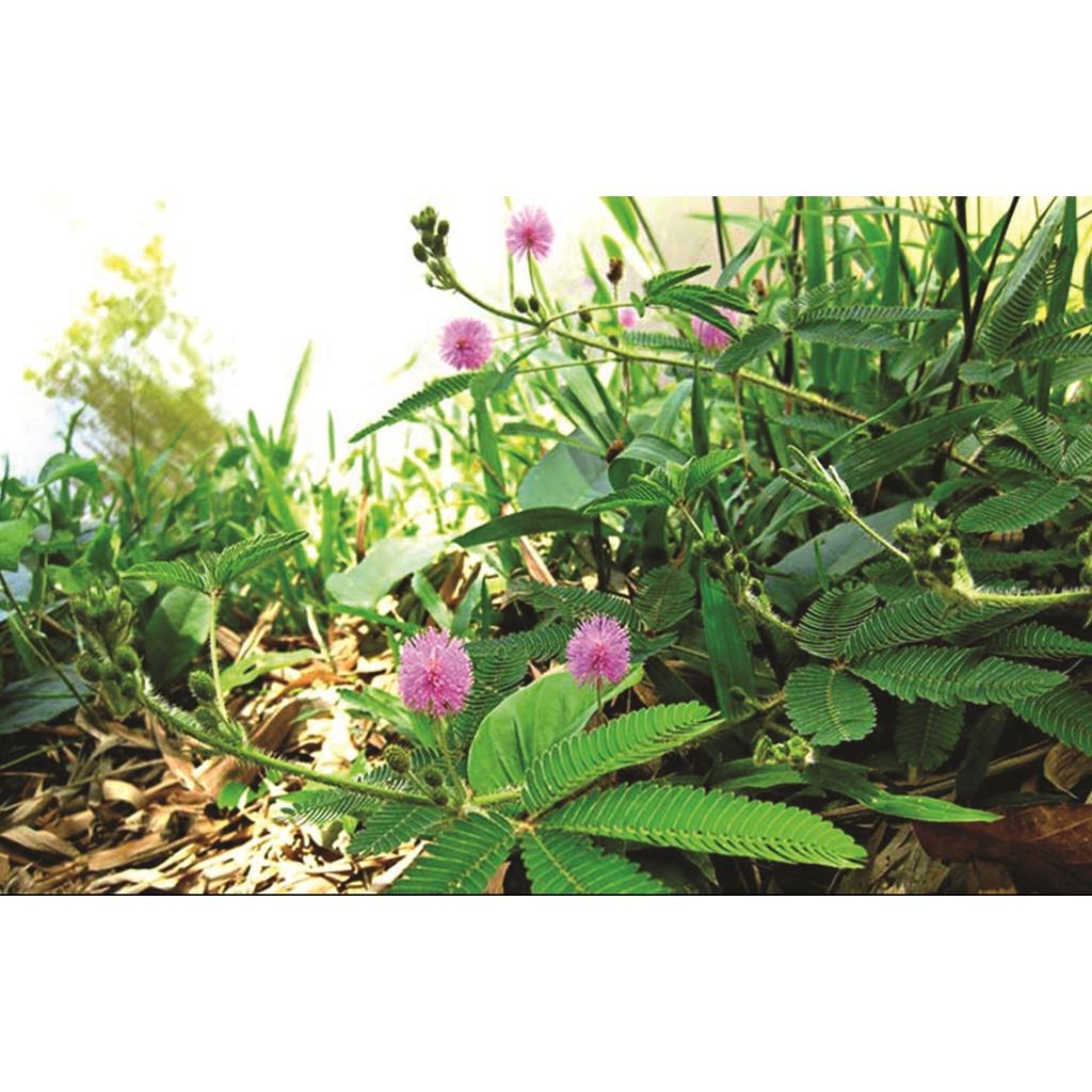 Cây xấu hổ tía, cây trinh nữ - cây giống