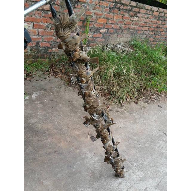 3 hũ keo bẫy chim Giá Rẻ