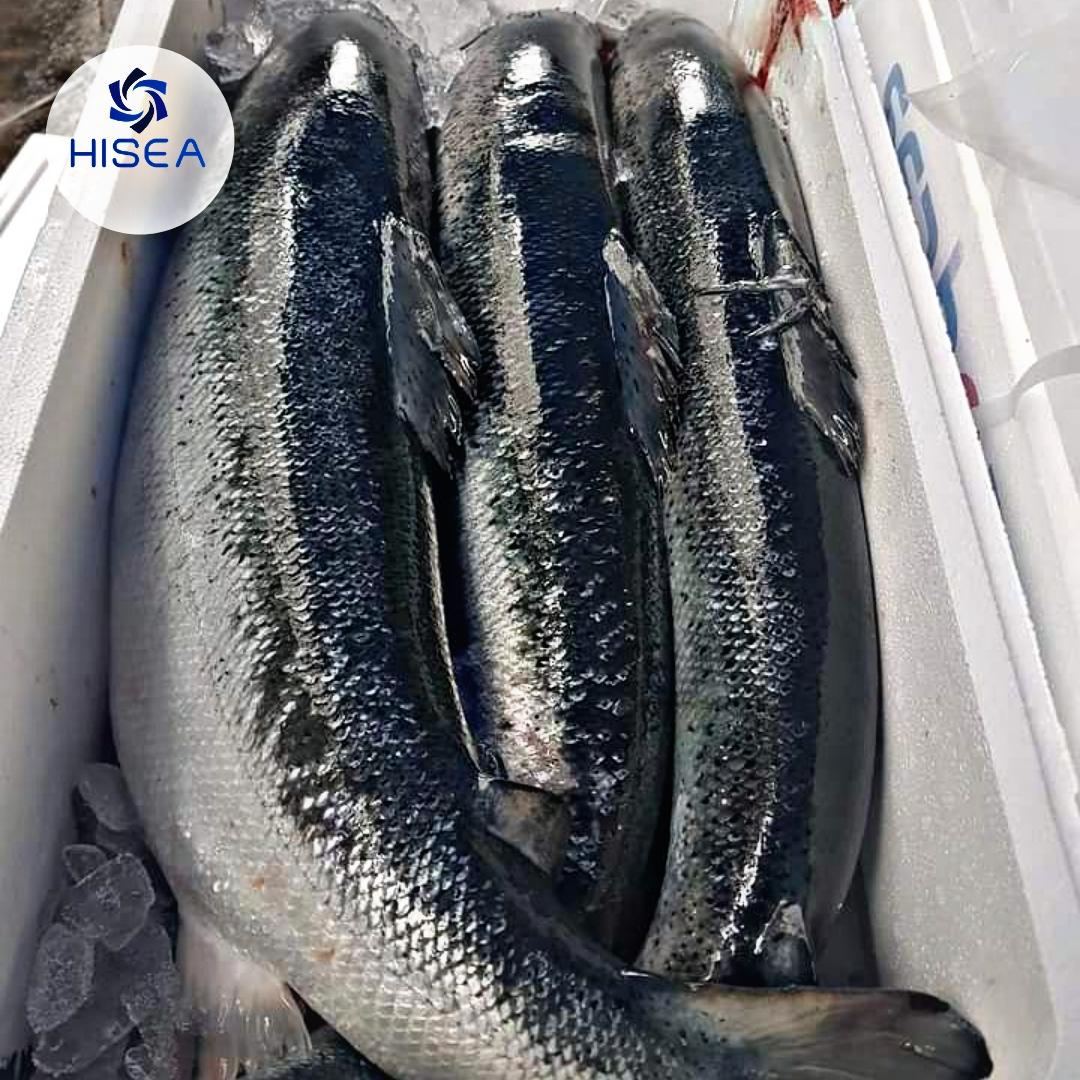 Cá hồi Nauy nguyên con -1 kg