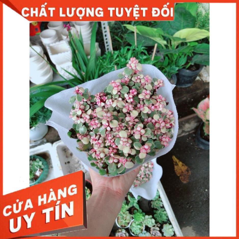 Sen Đá Đô La Hồng Trắng