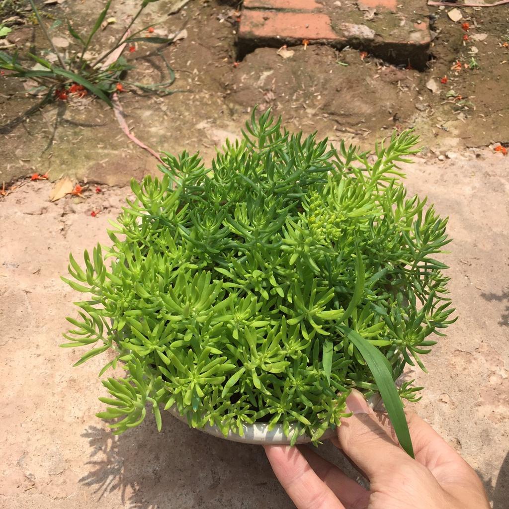 Cây Sao Băng Lá Xanh Ngọn Dầy Xum Xuê Thích Hợp Trang Trí Ban Công