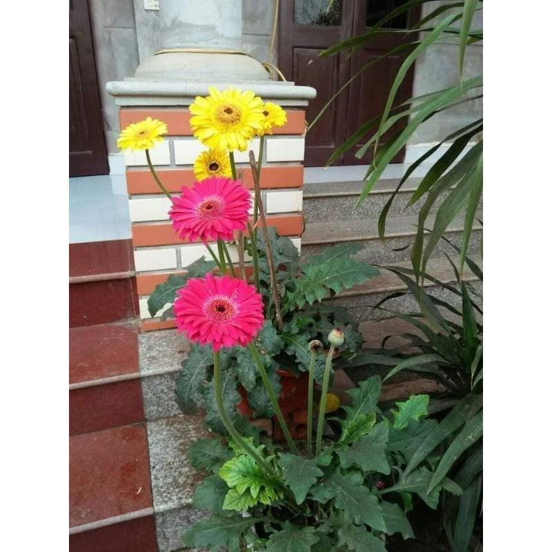 Hoa đồng tiền khóm to sẵn nụ và hoa