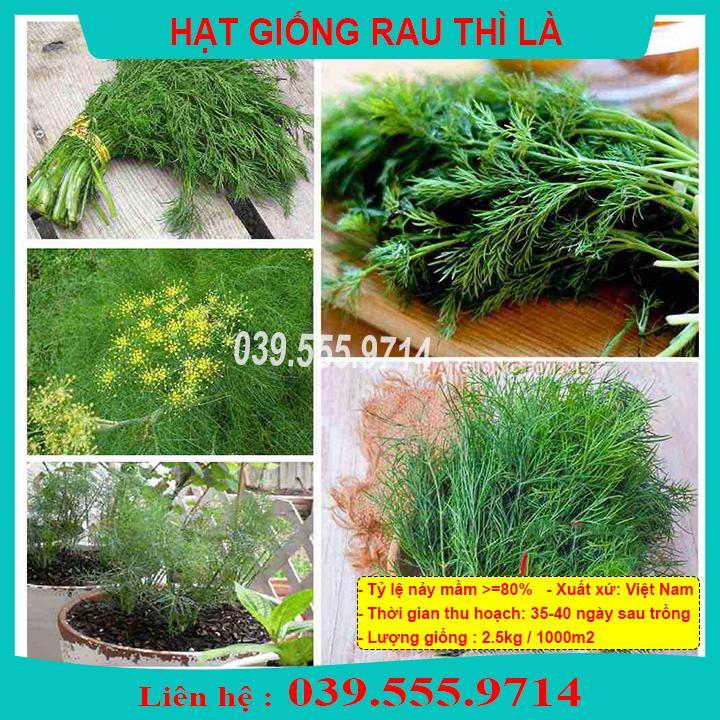 HẠT GIỐNG RAU THÌ LÀ - TỶ LỆ NẢY MẦM CAO
