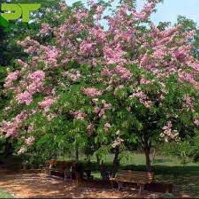 Cây Giống Muồng Hoa Đào - Hoa siêu đẹp