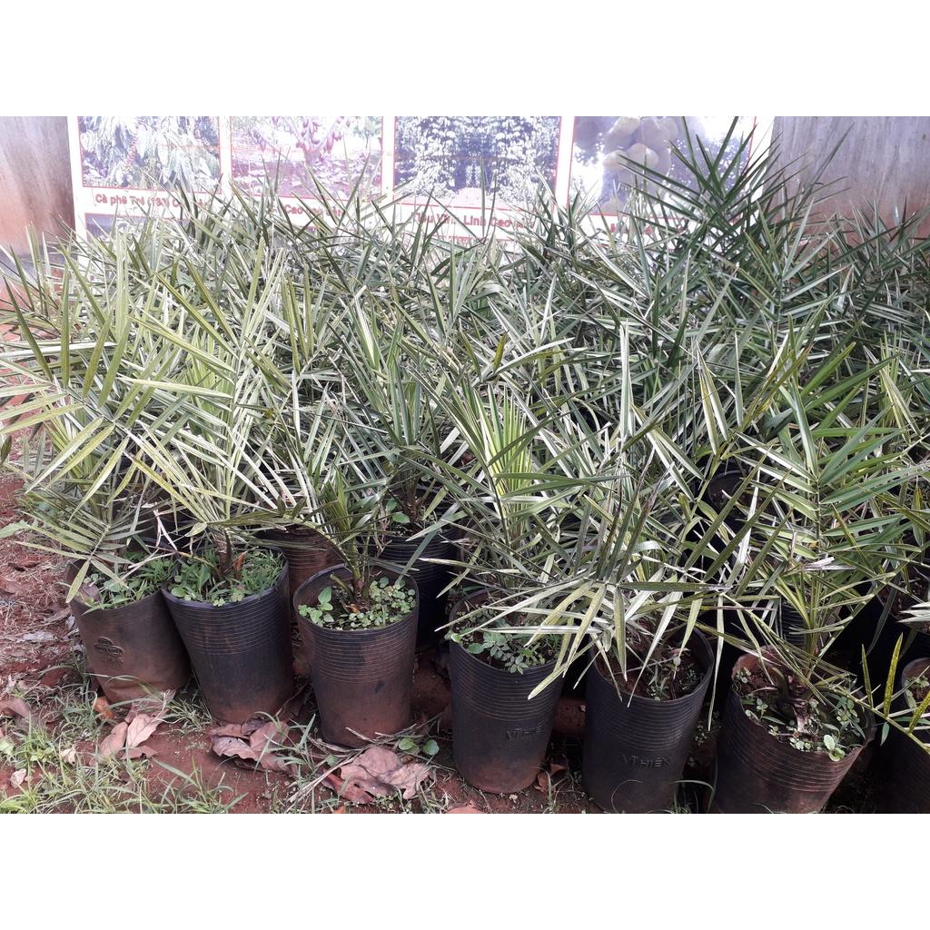 Cây giống  CHÀ LÀ NAM MỸ ( GIỐNG NHẬP KHẨU TỪ ÚC - CÂY ƯƠM ĐƯỢC 3 NĂM, BẦU TO KHỔNG LỒ  ]