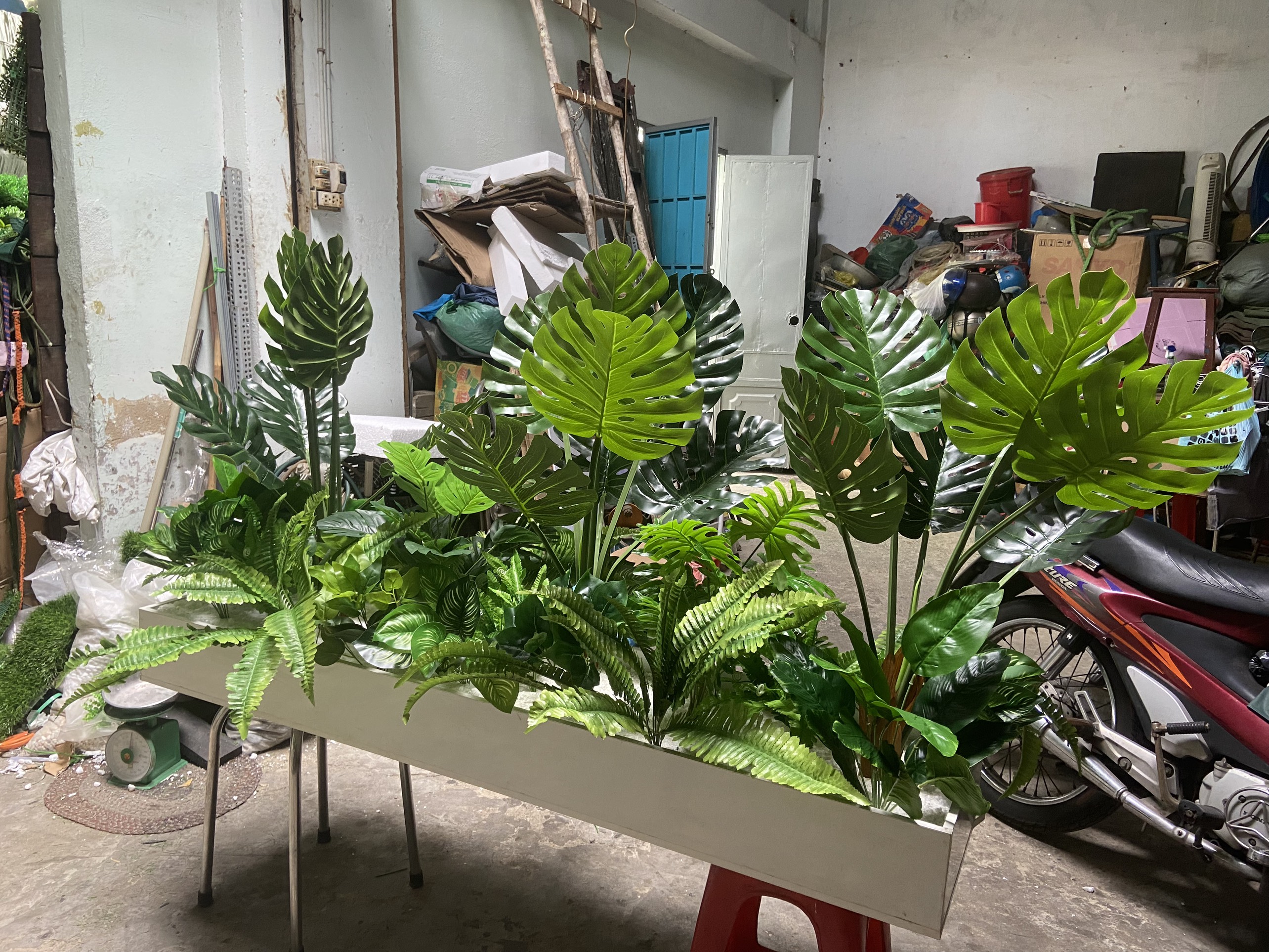 Mẫu cây lá rùa cao 85cm làm bồn cây trang trí văn phòng, tiểu cảnh mini