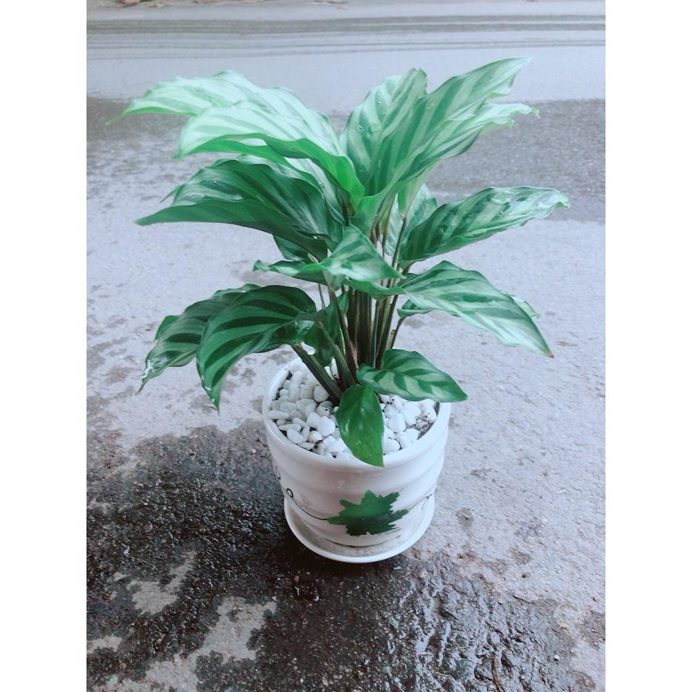 Chậu Đuôi Công Xanh