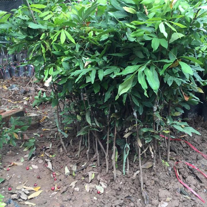 Cây giống nhãn tiêu siêu sai