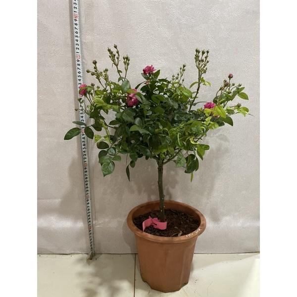 hoa hồng thân gỗ dáng tree otto line cực đẹp,sai hoa