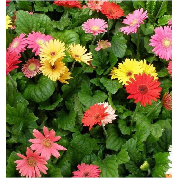 Hạt giống hoa đồng tiền mix màu-gói 15 hạt-tặng kèm gói phân bón lót