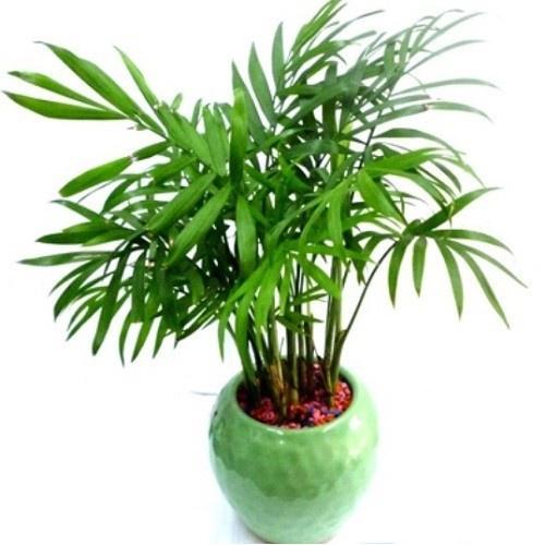 CHẬU CAU TIỂU TRÂM BONSAI