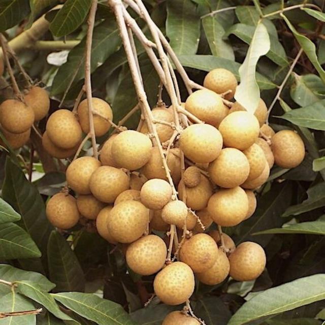 Cây Giống Nhãn Thái Ido Trồng Chậu Năng Suất Cao Quả Ngọt Hạt Nhỏ