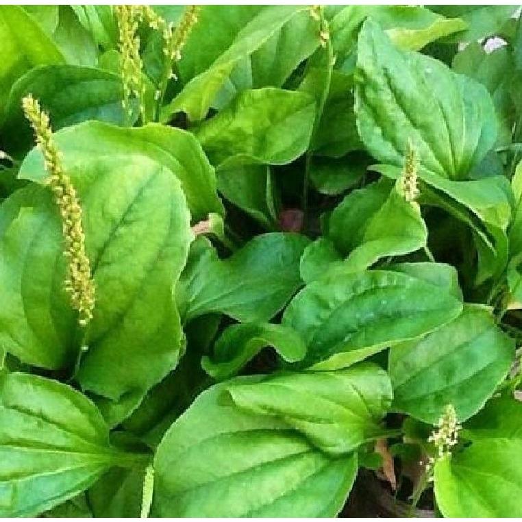 Hạt giống rau mã đề CT19 - Gói 1gram