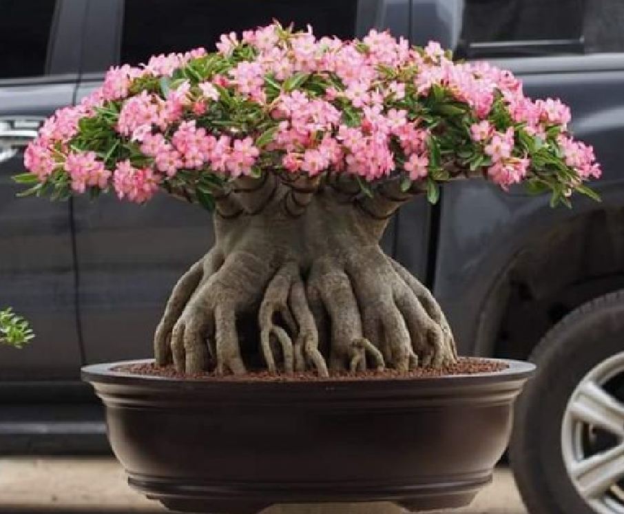 Hạt giống cây hoa sứ kim tự tháp - Gói 5 hạt/ kèm 3 viên nén xơ dừa ươm hạt