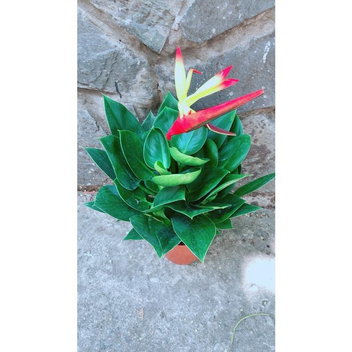 Chậu Cây Trầu Bà Đế Vương Xanh