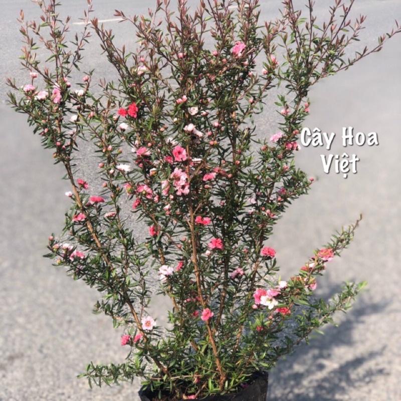 Cây tùng tuyết mai