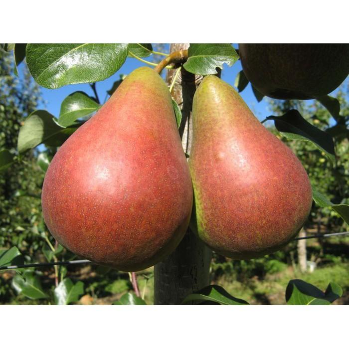CÂY GIỐNG LÊ ĐỎ NAM PHI - THƠM NGON - CHUẨN GIỐNG