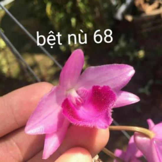 combo 2 cây bệt nù 68