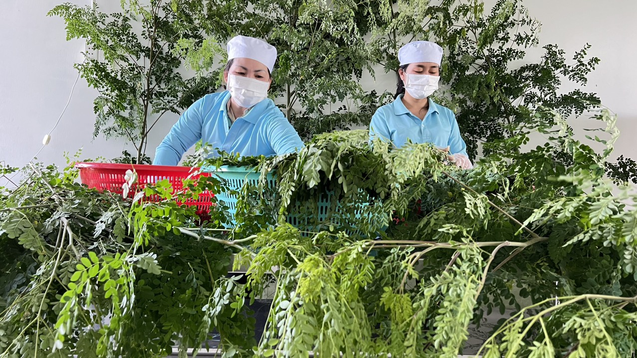 TRÀ CHÙM NGÂY HERBAL FARM TÚI LỌC