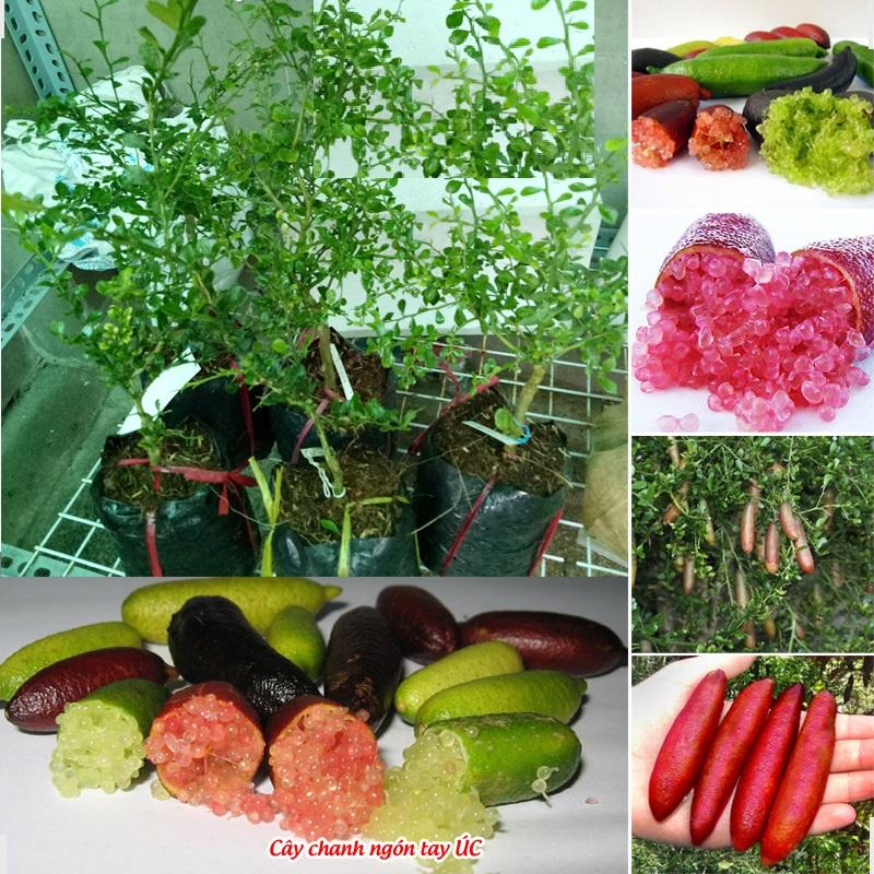 Cây chanh ngón tay thái lan, chanh ngón tay thái lan giống nhập khẩu quả dài, chất lượng