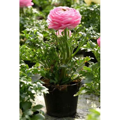 Củ hoa hồng mao lương màu hồng viền trắng