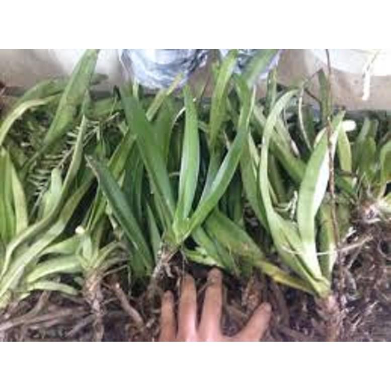Combo 5 cây LAN GIÁNG HƯƠNG ĐUÔI CHỒN TÍM rừng lào TẶNG kèm PHÂN DÊ đã sử lý nấm mốc giúp cây ra dễ phát triển nhanh