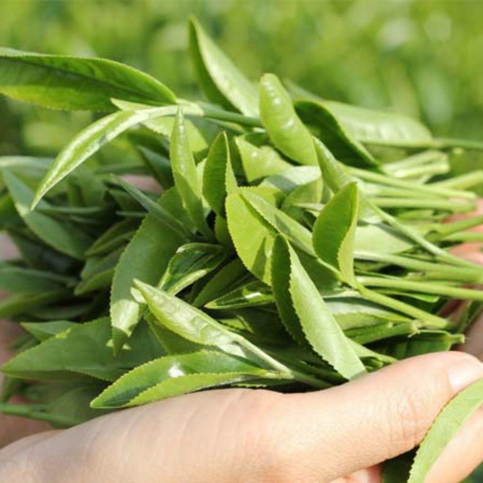 CÂY CHÈ XANH GIỐNG
