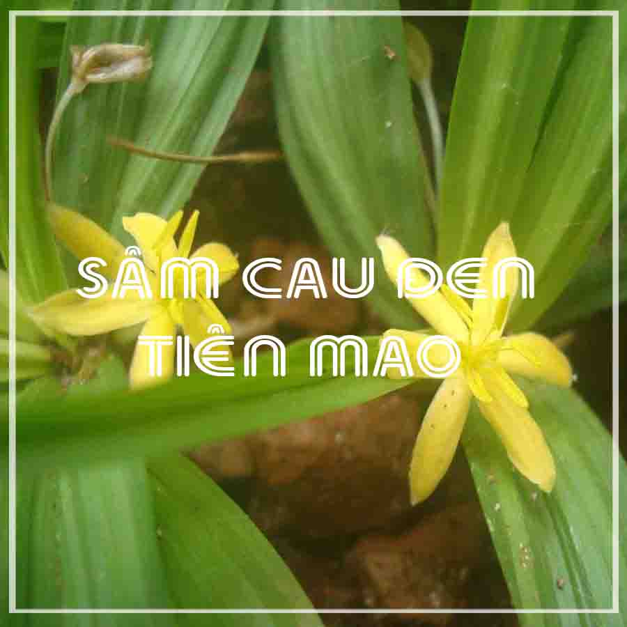 1kg Sâm Cau Đen chuẩn rừng loại 1 khô sạch