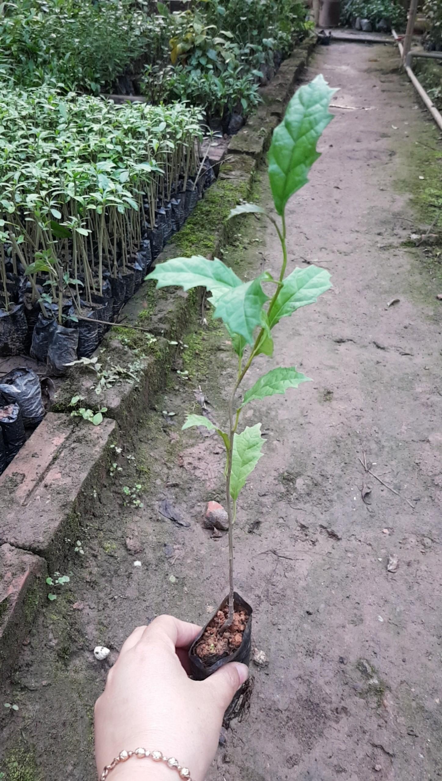 Cây xạ đen, cây thần dược, số lượng 4 cây