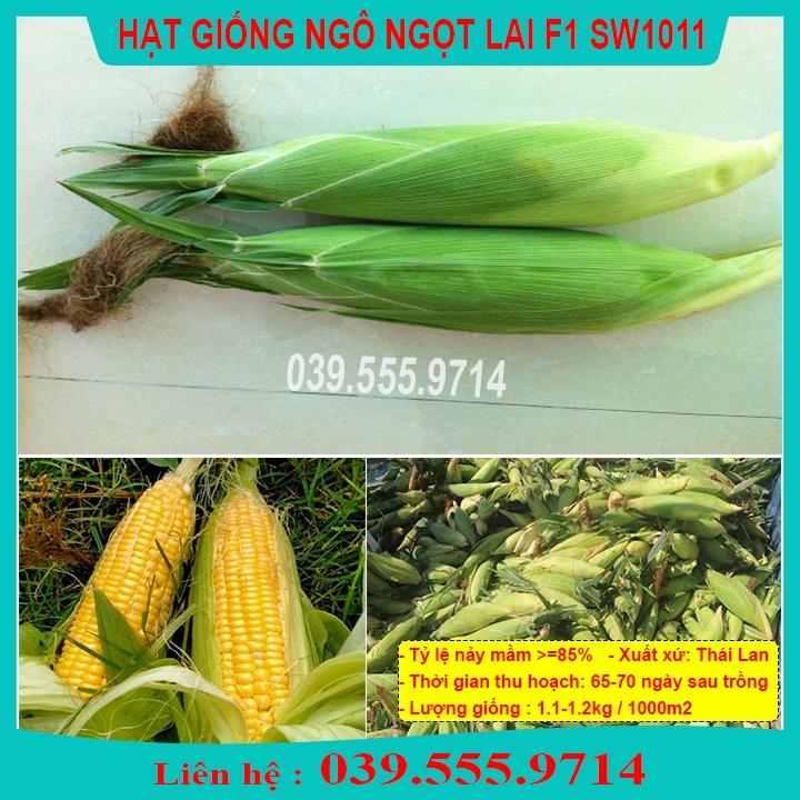 Hạt Giống Ngô Ngọt Việt Thái F1 Gói 200gram - Hạt Bắp to đều, hạt chắc, ăn ngọt, tỷ lệ nảy mầm cao
