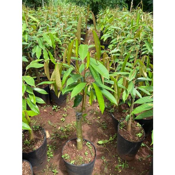 CÂY GIỐNG SẦU RIÊNG RUỘT ĐỎ GỐC TO GHÉP 2 NĂM.
