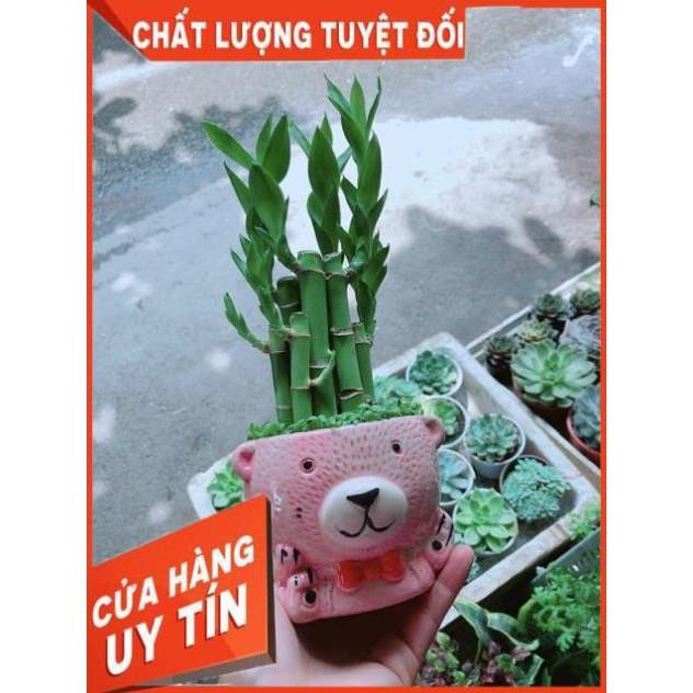 Chậu Trúc Phát Tài Gấu Hồng