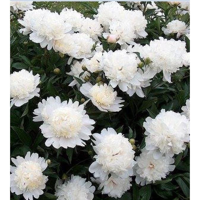 Hạt giống hoa mẫu đơn mix màu-gói 5 hạt