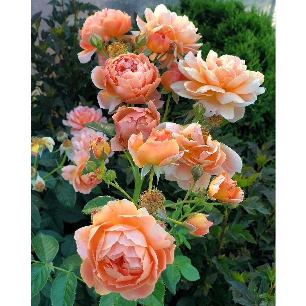 Hoa Hồng ngoại leo LADY OF SHALOTT vàng cam - cây giống rễ trần