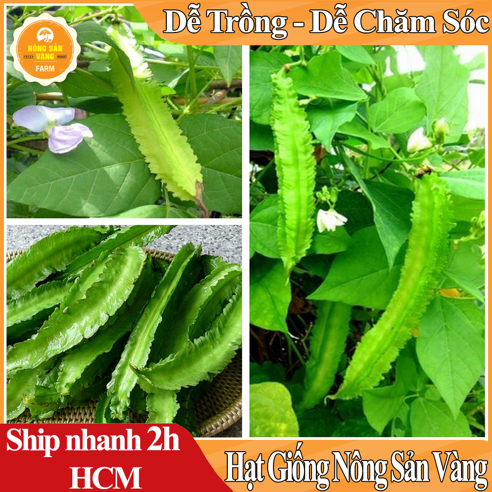 Hạt giống Đậu Khế (Đậu Rồng) Giá Trị Dinh Dưỡng Khá Cao, Chế Biến Thành Nhiều Món Ăn Ngon Bổ Dưỡng (Gói 10 Gram) - Nông Sản Vàng