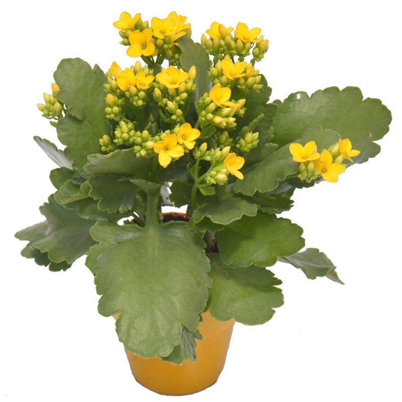 Chậu sống đời mini đơn Dalat Hasfarm màu vàngđỏhồngcam