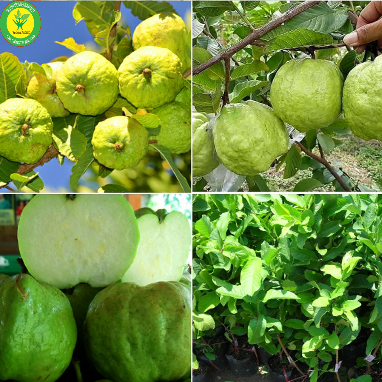 Cây giống ổi nữ hoàng