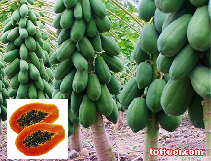 Cây đu đủ lùn ruột đỏ siêu trái