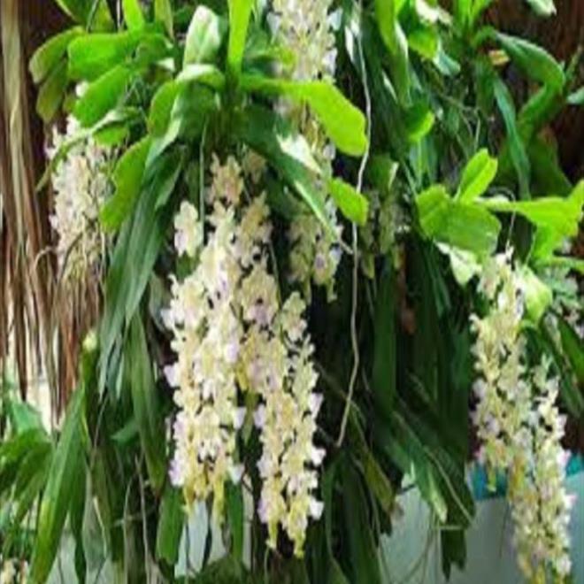 Hoa lan giáng hương tam bảo sắc