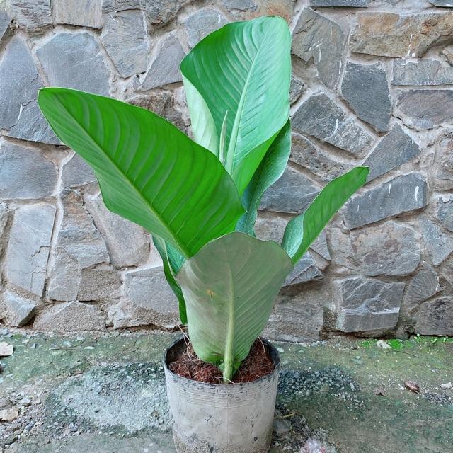 Cây Đại Phú Gia